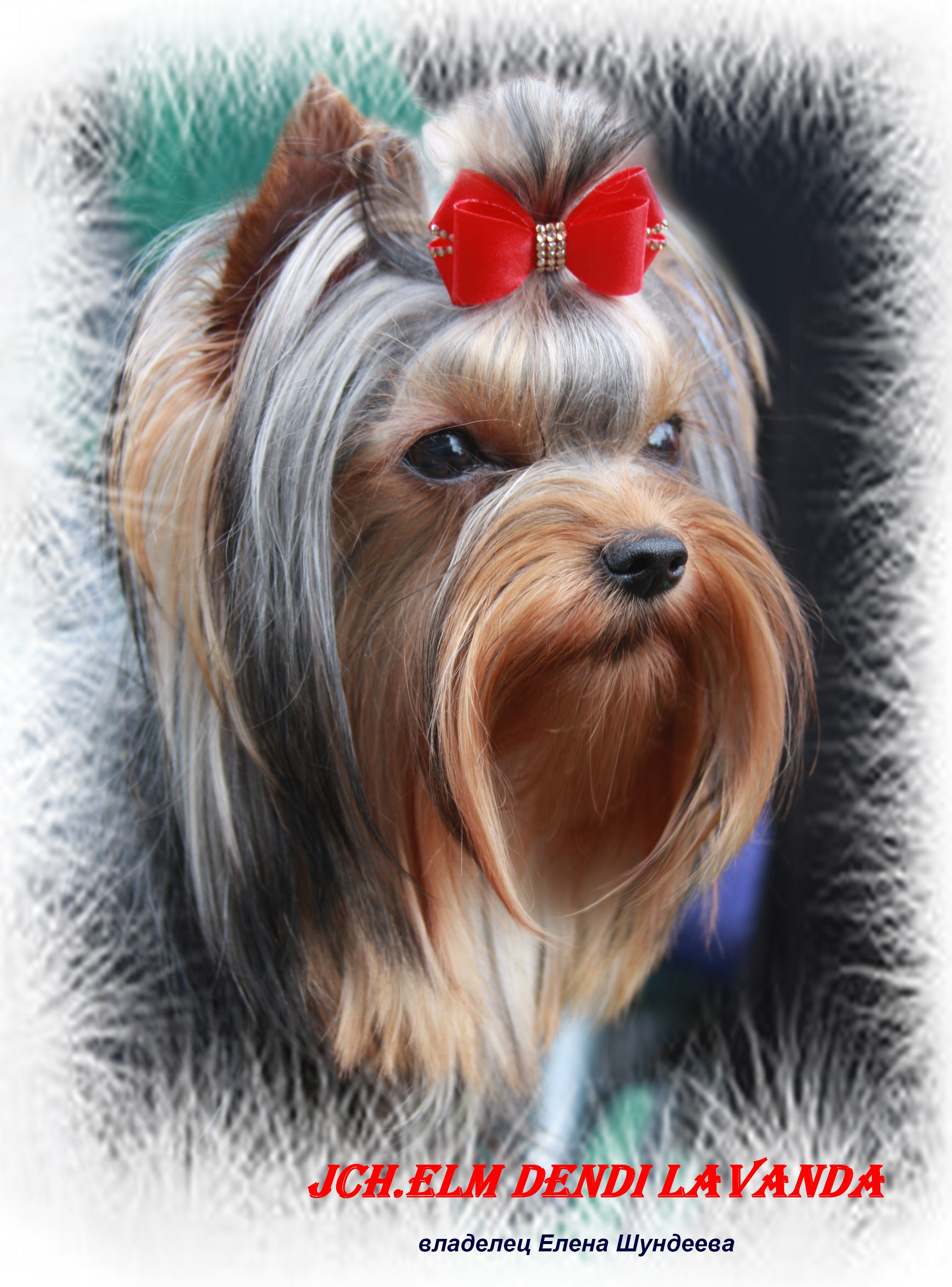 ELM DENDI LAVANDA — Labaza DogPedigree YorkshireTerrier